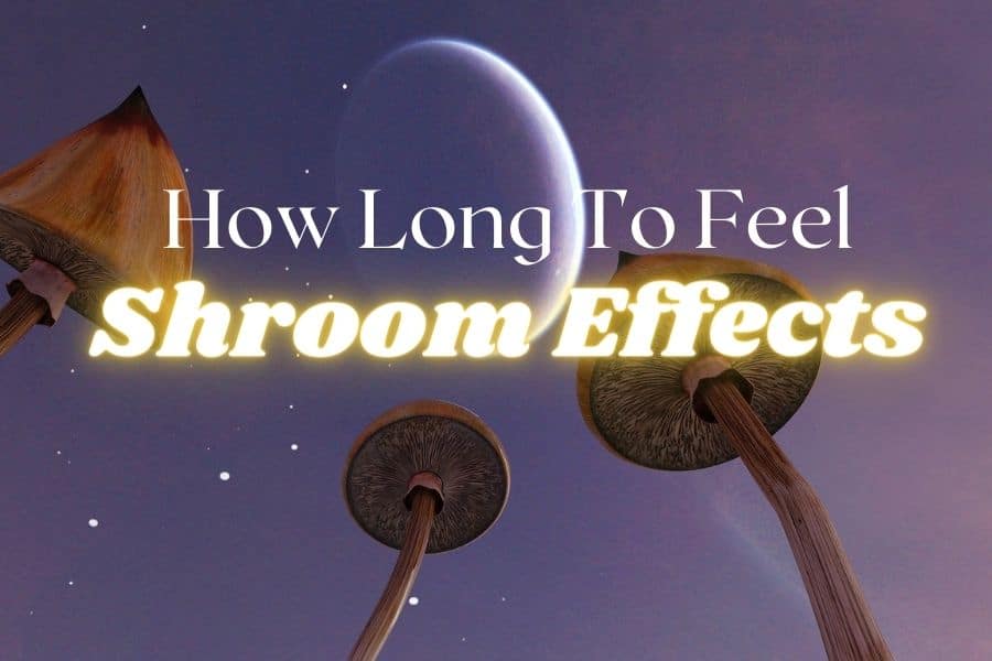 How Long Does It Take For Shrooms To Kick In? - Melanatural