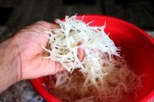 sea moss for weight loss