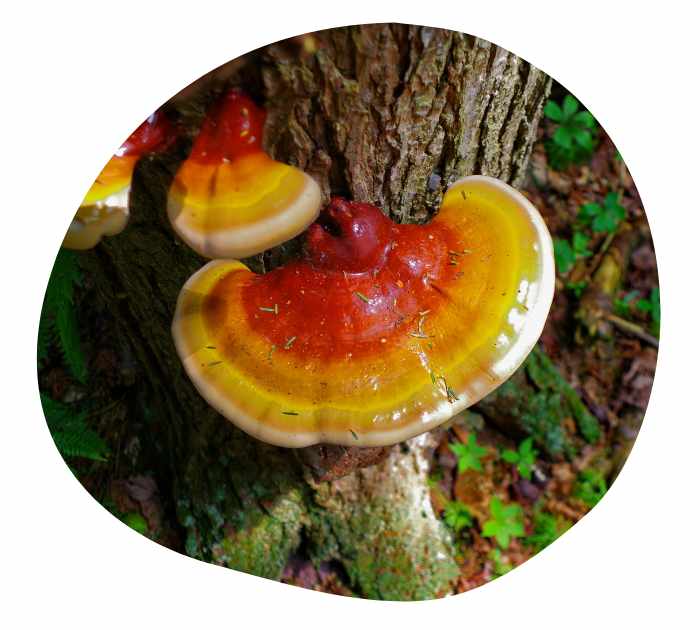 Is reishi or Lion's Mane good for anxiety?