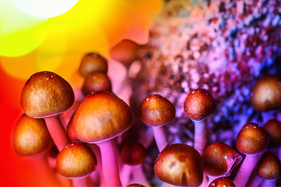 magic mushroom therapy