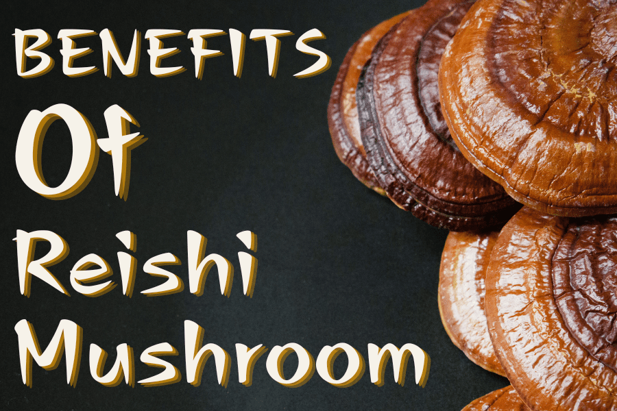 benefits of reishi mushroom 