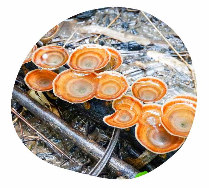 health benefits of reishi mushroom
