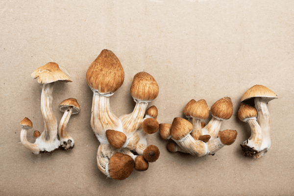 13 Types Of Psychedelic Mushroom Strains For Depression