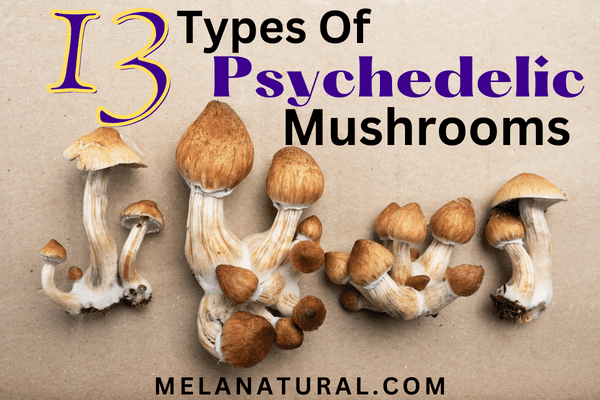 types of psychedelic mushroom strains