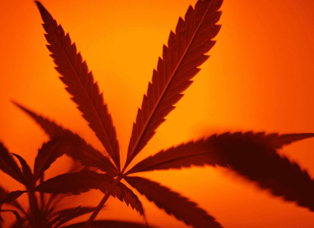 Here's The Difference Between Sativa and Indica! - Melanatural
