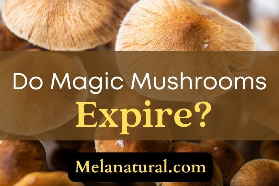 do psychedelic mushrooms go bad