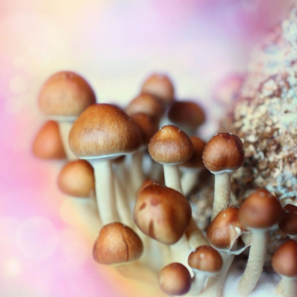 psilo mushrooms