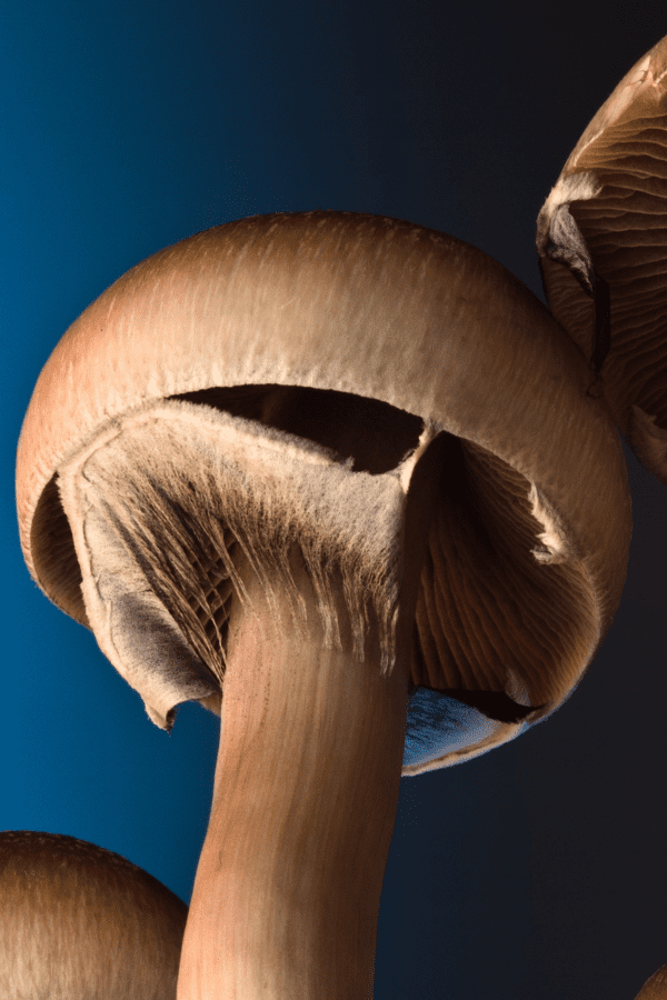 shroom potency list mushroom