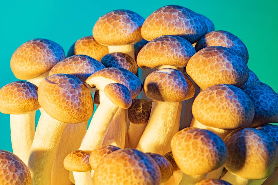 storing psychedelic mushrooms